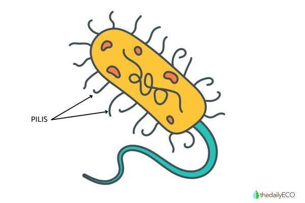 What Is the Function of Pili in Bacteria? - What are pili?