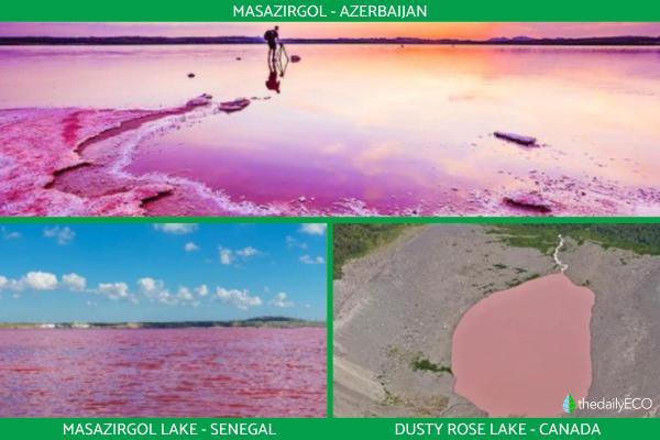 What Are Pink Lakes? - Definition, Location and Ecological Importance -