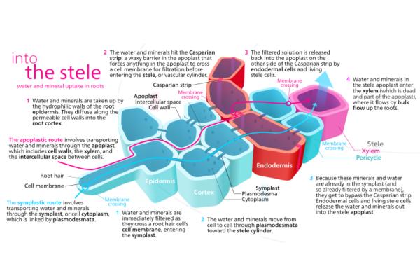 Types of Plant Tissues - What are plant tissues?