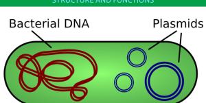 What Are Plasmids and What Do They Do?