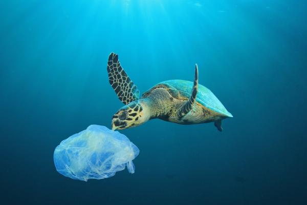 What Is the Impact of Plastic Bags on the Environment? - What are plastic bags made of?