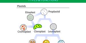What Are Plastids in Plant Cells?