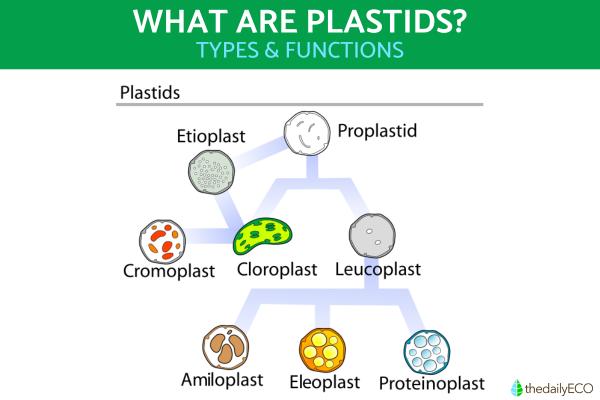 What Are Plastids in Plant Cells?
