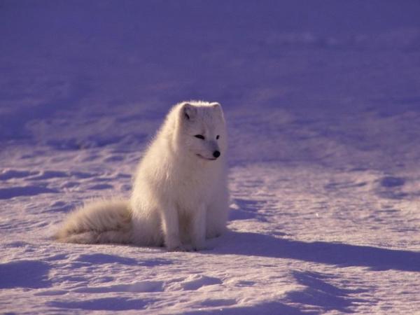 What Are Polar Ecosystems?