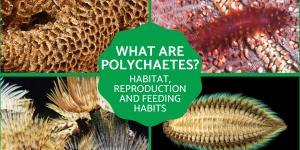 What Are Polychaetes or Bristle Worms?