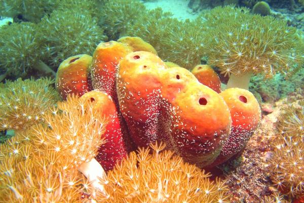 What Are Sea Sponges (Porifera)? - What are porifera (sponges)?