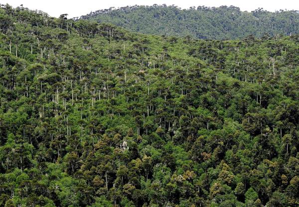 What Are Primary Forests? - Definition With Examples - What are primary forests?
