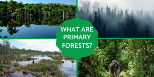What Are Primary Forests? - Definition With Examples