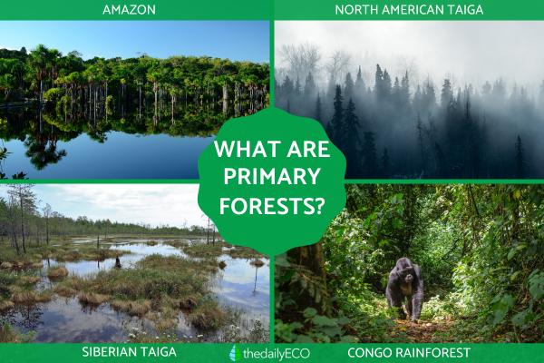 What Are Primary Forests? - Definition With Examples