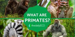 What Are Primates?