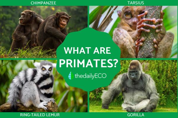 What Are Primates?
