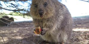 What Are Quokkas? - Meet the Happiest Animal in the World