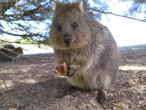 What Are Quokkas? - Meet the Happiest Animal in the World