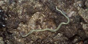 What Are Ribbon Worms?