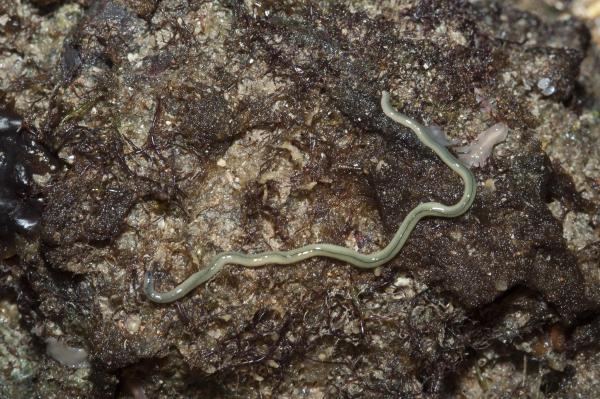 What Are Ribbon Worms?