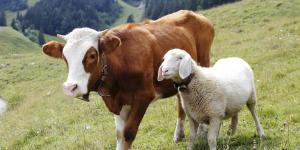 What Are Ruminant Animals?