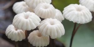 What Are Saprophytes?