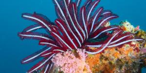 What Are Sea Lilies (Crinoids)?