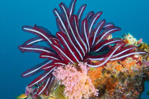 What Are Sea Lilies (Crinoids)?