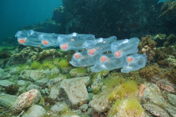 What Are Sea Salps? - What are sea salps?