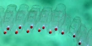 What Are Sea Salps?