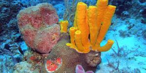 What Are Sea Sponges (Porifera)?