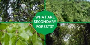 What Are Secondary Forests? - Definition With Examples