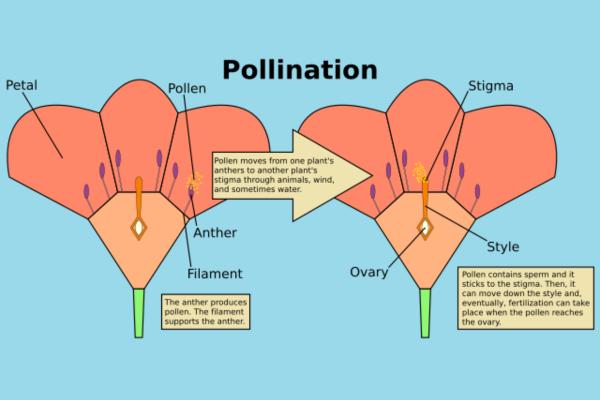 Sexually Reproducing Plants - What are sexually reproducing plants?