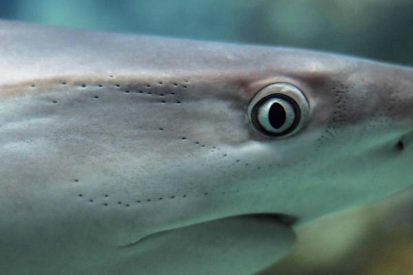 Are Sharks Blind? - What are shark eyes like?