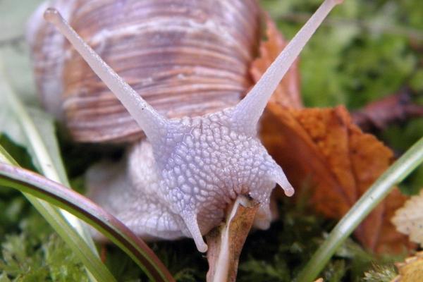 Do Snails Have Teeth? - What are snail teeth like?