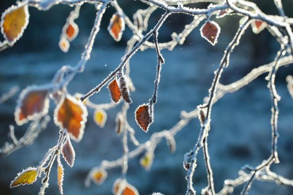 What Are Snow Pellets and How Are They Formed? - What are snow pellets?