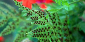 What Are Spores? - Definition, Functions & Types