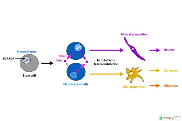 What Is a Stem Cell and What Does It Do? - What are stem cells used for?