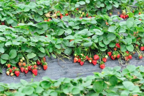 Strawberry Properties, Benefits and Contraindications - What are strawberries?