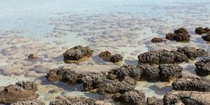 What Are Stromatolites?
