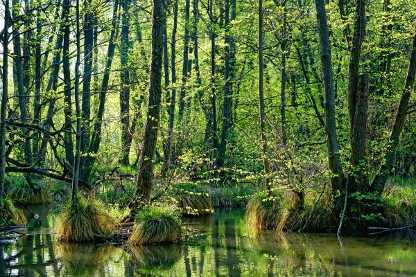 What Are Swamps? - Definition and Types