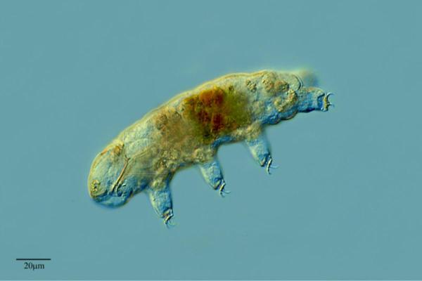 What Are Tardigrades? - What are tardigrades?