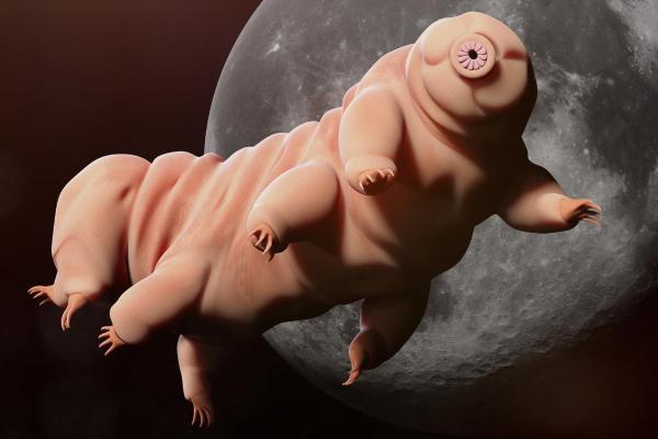 What Are Tardigrades?