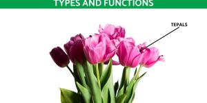 What Are Tepals in a Flower?