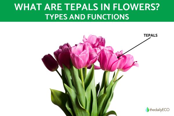 What Are Tepals in a Flower?