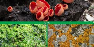 What Are Thallophytes in Biology?