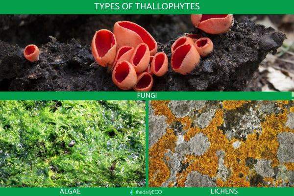 What Are Thallophytes in Biology?