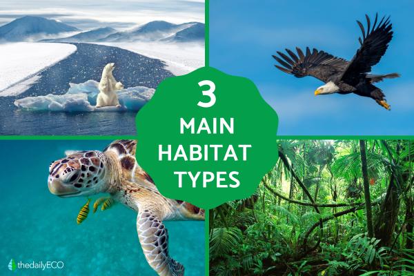 What Are the 3 Types of Habitats?