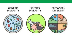 What Are the 3 Types of Species Biodiversity?