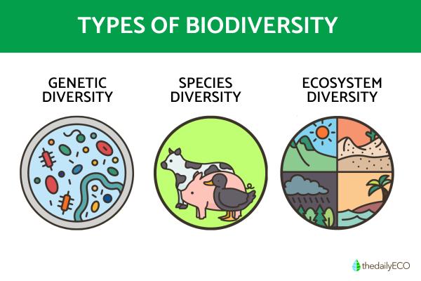 What Are the 3 Types of Species Biodiversity?