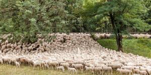 What Are the Benefits of Transhumance?
