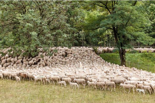 What Are the Benefits of Transhumance?