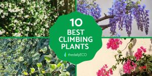 What Are the Best Climbing Plants for Outdoor Spaces?
