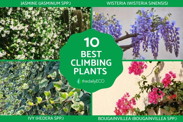 What Are the Best Climbing Plants for Outdoor Spaces?