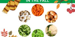 What are the best vegetables and leafy greens to plant in fall?